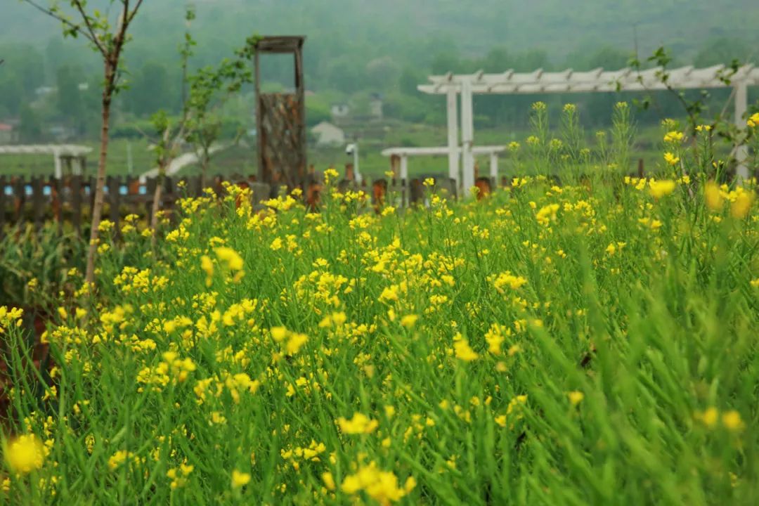 圖片迷路了 ^.^
